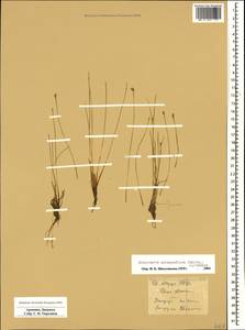 Eleocharis quinqueflora (Hartmann) O.Schwarz, Caucasus, Armenia (K5) (Armenia)