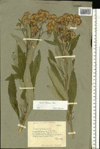 Jacobaea paludosa subsp. lanata (Holub) B. Nord., Eastern Europe, Lower Volga region (E9) (Russia)