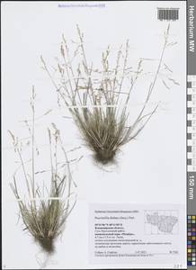 Puccinellia distans (Jacq.) Parl., Eastern Europe, Central region (E4) (Russia)