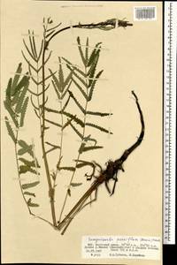 Poterium tenuifolium var. alba (Trautv. & C. A. Mey.), Mongolia (MONG) (Mongolia)