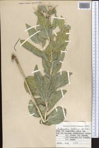 Haplophyllum latifolium Kar. & Kir., Middle Asia, Pamir & Pamiro-Alai (M2) (Kyrgyzstan)