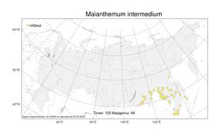 Maianthemum intermedium Vorosch., Atlas of the Russian Flora (FLORUS) (Russia)