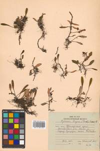 Pyrrosia petiolosa (Christ) Ching, Siberia, Russian Far East (S6) (Russia)
