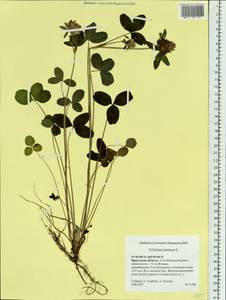 Trifolium pratense L., Siberia, Baikal & Transbaikal region (S4) (Russia)