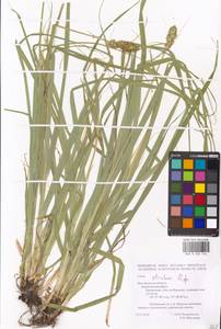 Carex otrubae Podp., Eastern Europe, Central forest-and-steppe region (E6) (Russia)