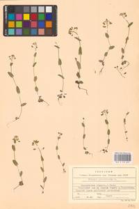 Microthlaspi perfoliatum (L.) F.K.Mey., Eastern Europe, Central forest-and-steppe region (E6) (Russia)
