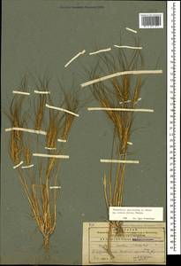 Taeniatherum caput-medusae (L.) Nevski, Caucasus, Azerbaijan (K6) (Azerbaijan)