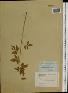 Cardamine macrophylla Willd., Siberia (no precise locality) (S0) (Russia)