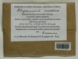 Plagiomnium vesicatum (Besch.) T.J. Kop., Bryophytes, Bryophytes - Russian Far East (excl. Chukotka & Kamchatka) (B20) (Russia)