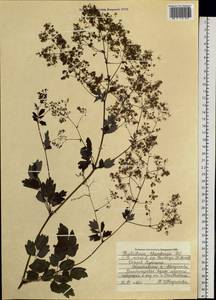 Thalictrum minus subsp. thunbergii (DC.) Vorosch., Siberia, Russian Far East (S6) (Russia)