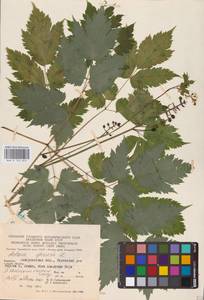 Actaea spicata L., Eastern Europe (no precise locality) (E0)