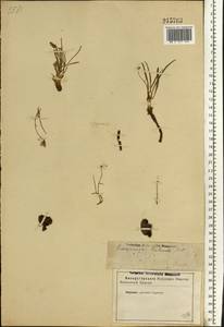 Gelasia tuberosa (Pall.) Zaika, Sukhor. & N. Kilian, Eastern Europe, Lower Volga region (E9) (Russia)