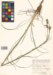 Scorzonera purpurea L., Eastern Europe, Lower Volga region (E9) (Russia)