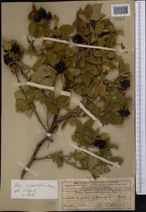 Rosa corymbifera Borkh., Middle Asia, Western Tian Shan & Karatau (M3) (Kazakhstan)