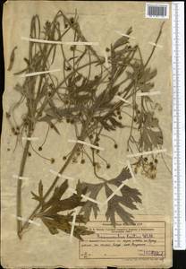 Ranunculus distans Wall. ex Royle, Middle Asia, Western Tian Shan & Karatau (M3) (Uzbekistan)