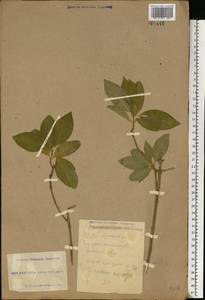 Euonymus europaeus L., Eastern Europe, South Ukrainian region (E12) (Ukraine)