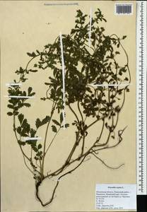 Potentilla supina L., Eastern Europe, Moscow region (E4a) (Russia)