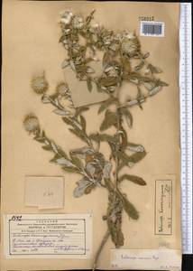 Echinops knorringianus Iljin, Middle Asia, Syr-Darian deserts & Kyzylkum (M7) (Uzbekistan)