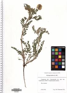 Oxytropis pilosa (L.) DC., Eastern Europe, Middle Volga region (E8) (Russia)