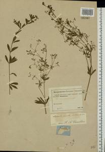 Galium rivale (Sm.) Griseb., Eastern Europe, Moscow region (E4a) (Russia)