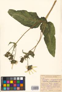 Silphium perfoliatum L., Eastern Europe, Middle Volga region (E8) (Russia)
