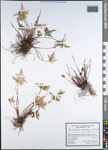 Aleuritopteris argentea (S. G. Gmel.) Fée, Mongolia (MONG) (Mongolia)