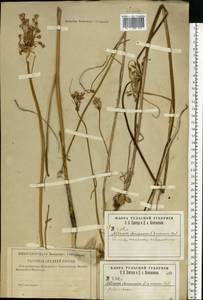 Allium oleraceum L., Eastern Europe, Central region (E4) (Russia)