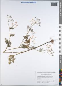 Chaerophyllum bulbosum L., Caucasus, Black Sea Shore (from Novorossiysk to Adler) (K3) (Russia)