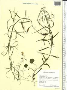 Campanula rotundifolia L., Eastern Europe, Central forest-and-steppe region (E6) (Russia)