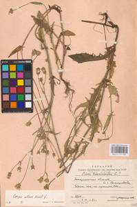 Crepis setosa Hallier fil., Eastern Europe, West Ukrainian region (E13) (Ukraine)