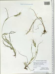 Echinochloa crus-galli (L.) P.Beauv., Siberia, Baikal & Transbaikal region (S4) (Russia)