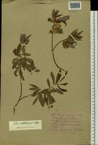 Salix sachalinensis F. Schmidt, Siberia, Yakutia (S5) (Russia)