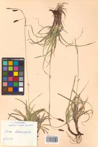 Carex stenantha var. taisetsuensis Akiyama, Siberia, Chukotka & Kamchatka (S7) (Russia)