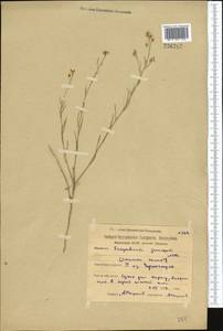 Sisymbrium polymorphum (Murray) Roth, Middle Asia, Northern & Central Kazakhstan (M10) (Kazakhstan)
