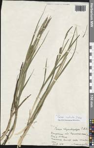 Carex utriculata Boott, Eastern Europe, Central region (E4) (Russia)