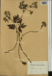 Chaerophyllum hirsutum L., Western Europe (EUR) (Bulgaria)
