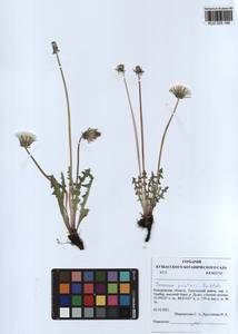 Taraxacum scariosum (Tausch) Kirschner & Stepánek, Siberia, Altai & Sayany Mountains (S2) (Russia)