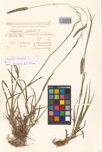 Alopecurus pratensis L., Siberia, Russian Far East (S6) (Russia)