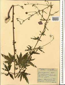 Althaea cannabina L., Caucasus, Black Sea Shore (from Novorossiysk to Adler) (K3) (Russia)