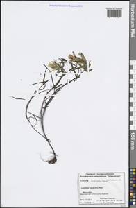 Castilleja hyparctica Rebrist., Siberia, Central Siberia (S3) (Russia)