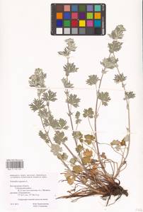 Potentilla argentea L., Eastern Europe, Central forest-and-steppe region (E6) (Russia)