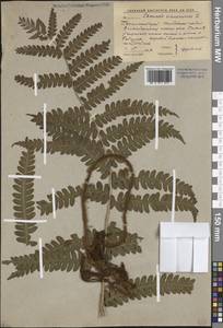 Osmundastrum cinnamomeum subsp. asiaticum (Fernald) Fraser-Jenk., Siberia, Russian Far East (S6) (Russia)