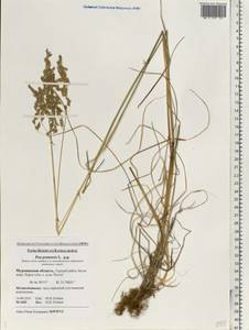 Poa pratensis L., Eastern Europe, Northern region (E1) (Russia)