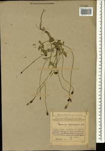 Papaver armeniacum subsp. armeniacum, Caucasus, Azerbaijan (K6) (Azerbaijan)