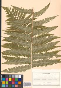 Dryopteris filix-mas (L.) Schott, Eastern Europe, Moscow region (E4a) (Russia)