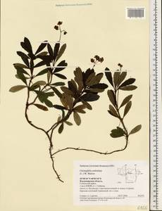 Chimaphila umbellata (L.) W. P. C. Barton, Eastern Europe, Central region (E4) (Russia)