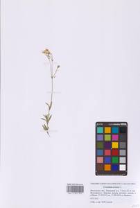 Cerastium arvense L., Eastern Europe, Moscow region (E4a) (Russia)
