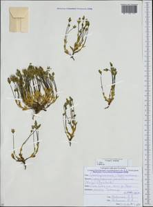 Lomatogonium carinthiacum (Wulfen) Reichenb., Caucasus, North Ossetia, Ingushetia & Chechnya (K1c) (Russia)