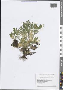 Tanacetum parthenium (L.) Sch.Bip., Eastern Europe, Lower Volga region (E9) (Russia)