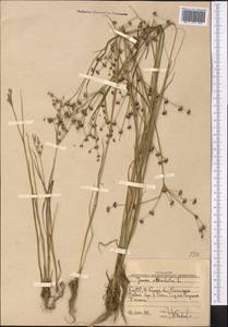 Juncus articulatus L., Middle Asia, Western Tian Shan & Karatau (M3) (Uzbekistan)